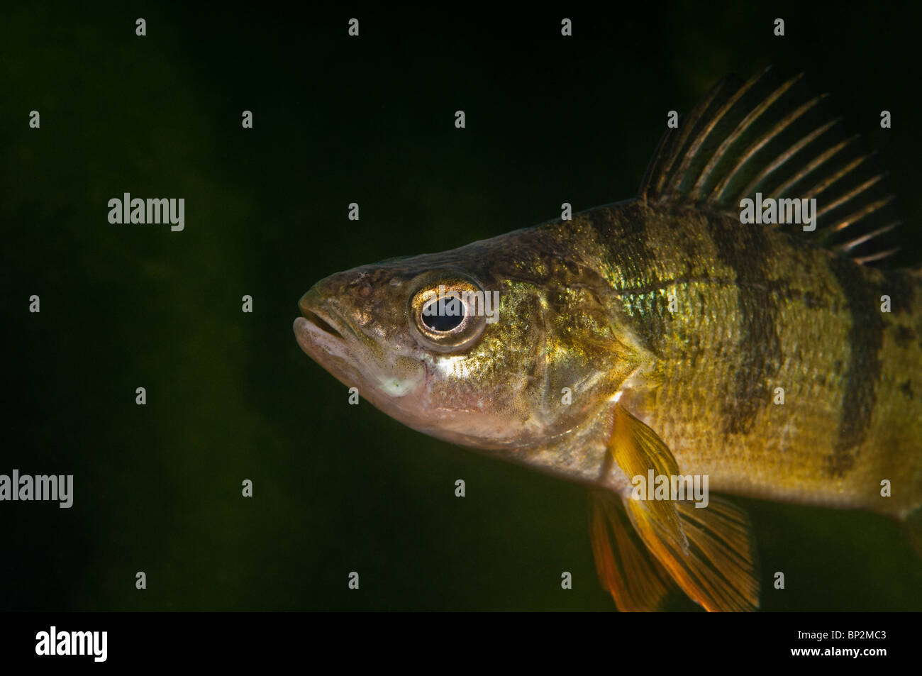 Profile of a Yellow Perch, Perca flavescens, freshwater fish. Stock Photo