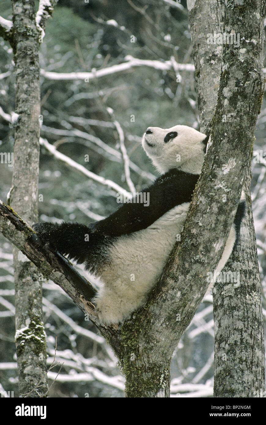 Young giant panda, rests in fork of tree Wolong, China, February Stock Photo