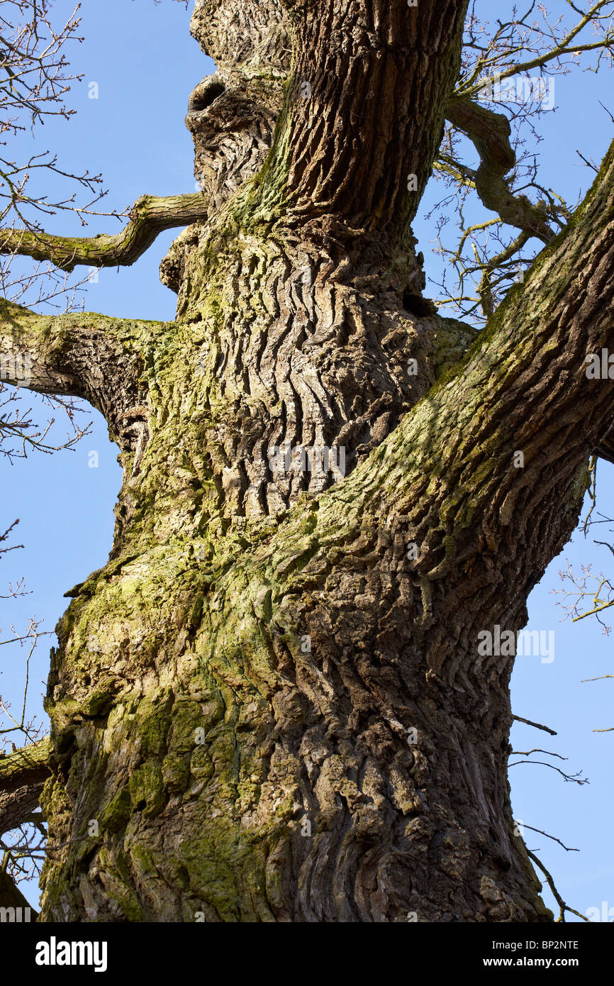 Old oak tree Stock Photo