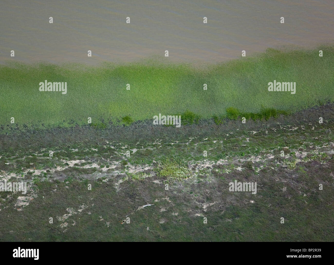 aerial view above cordgrass spartina at edge of San Francisco bay California Stock Photo