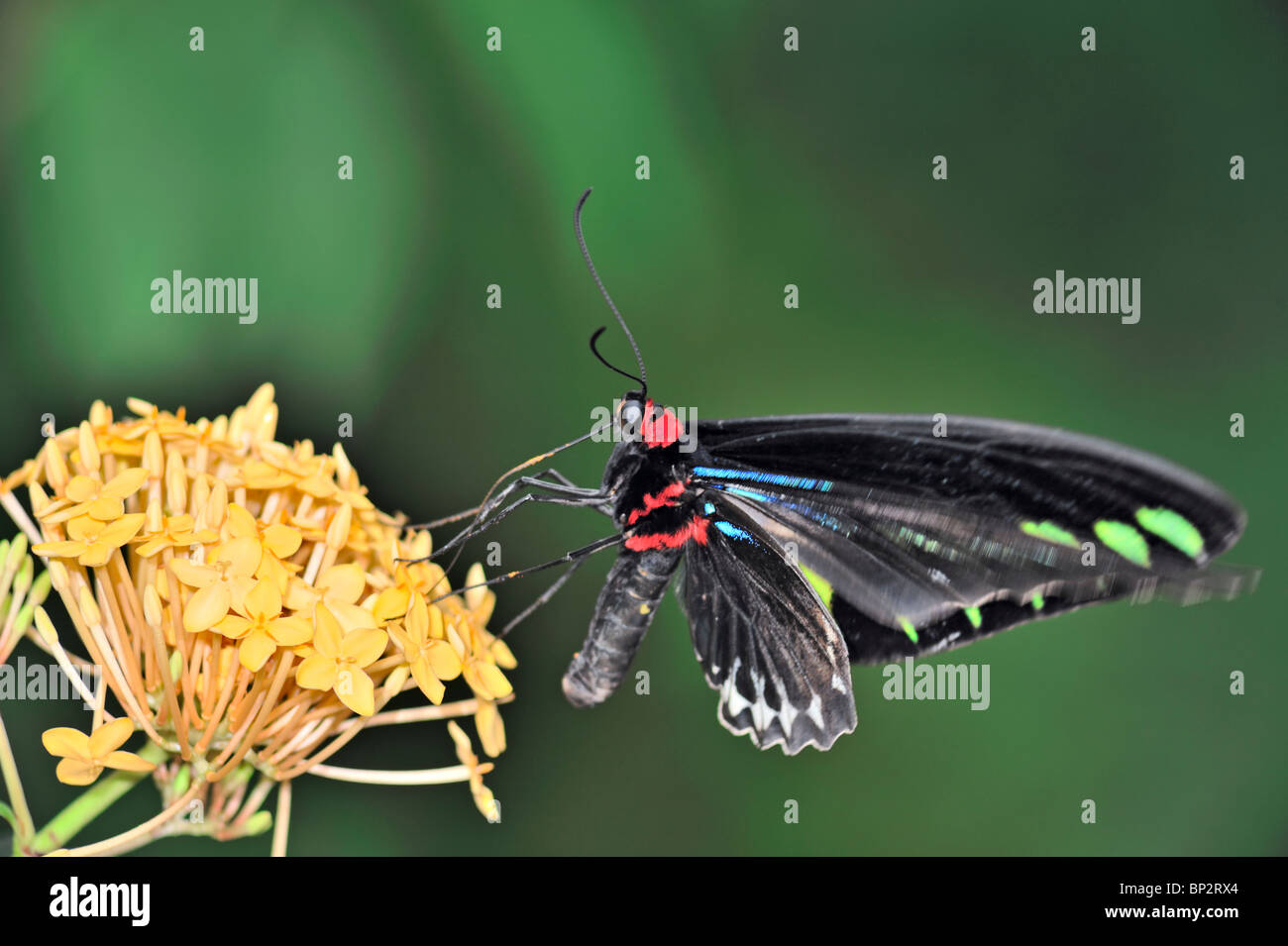 Rajah Brooke's Birdwing Butterfly feeding on a yellow Ixora flower in flying motion - Trogonoptera brookiana Stock Photo