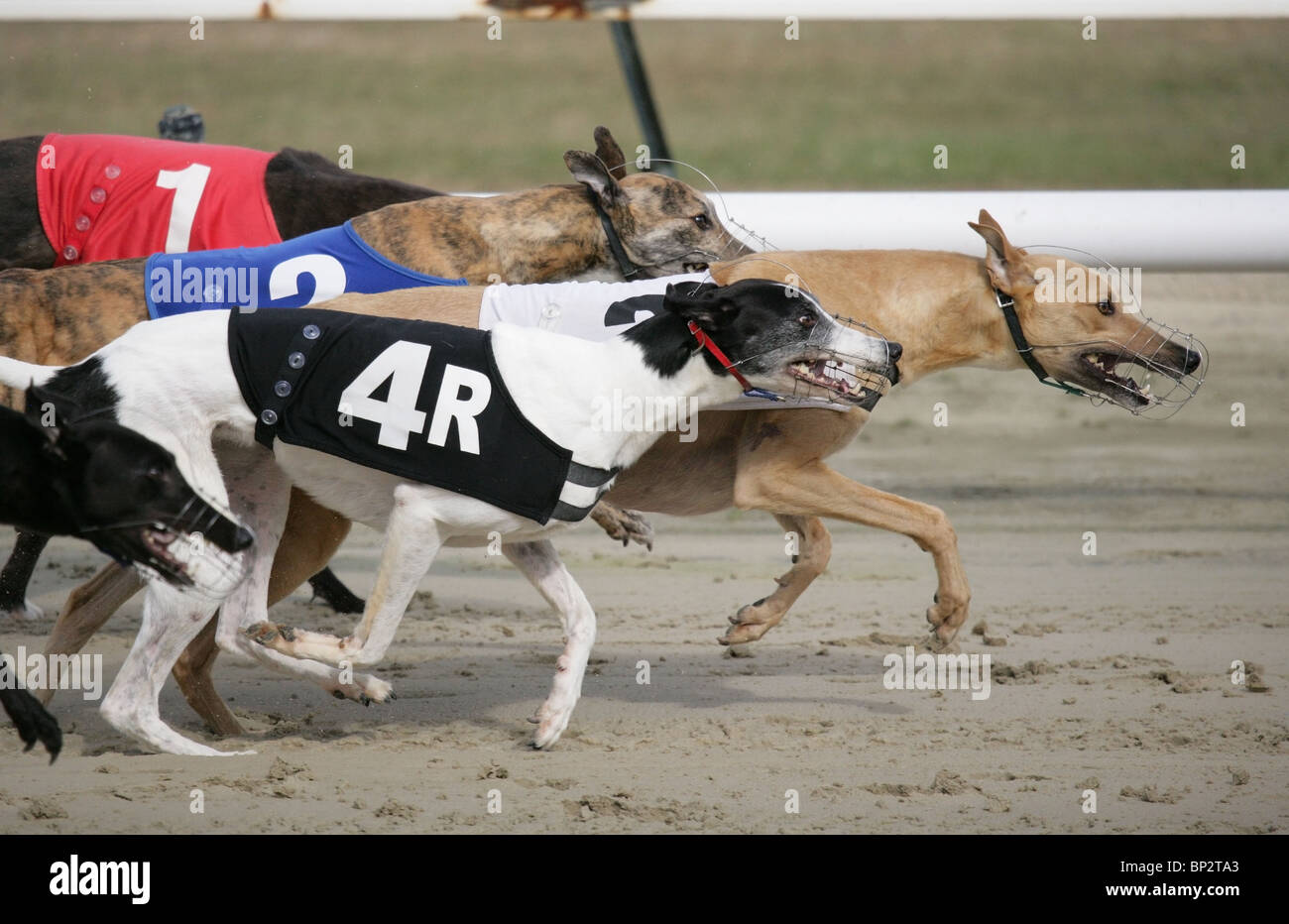 Greyhound Racing Uk High Resolution Stock Photography And Images Alamy
