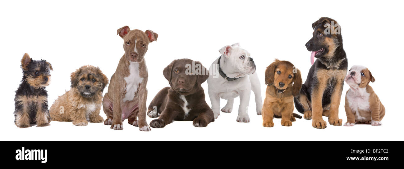 group of puppies isolated on a white background Stock Photo - Alamy
