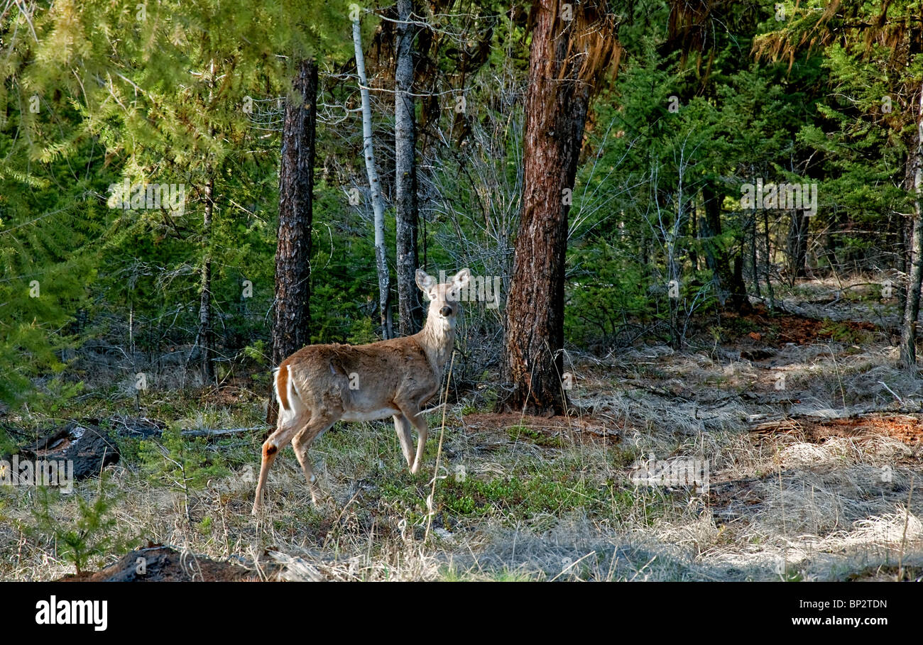 White tail deer in sub alpine forest looking straight at camera, beautiful wildlife image. Stock Photo