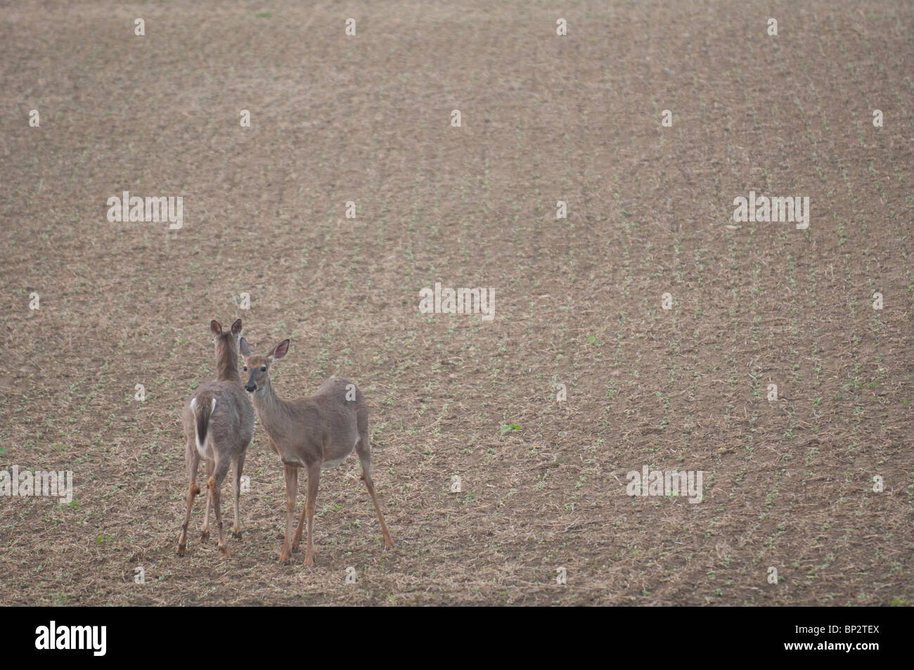 A White tailed deer forages for food on a freshly cultivated farm field. Stock Photo