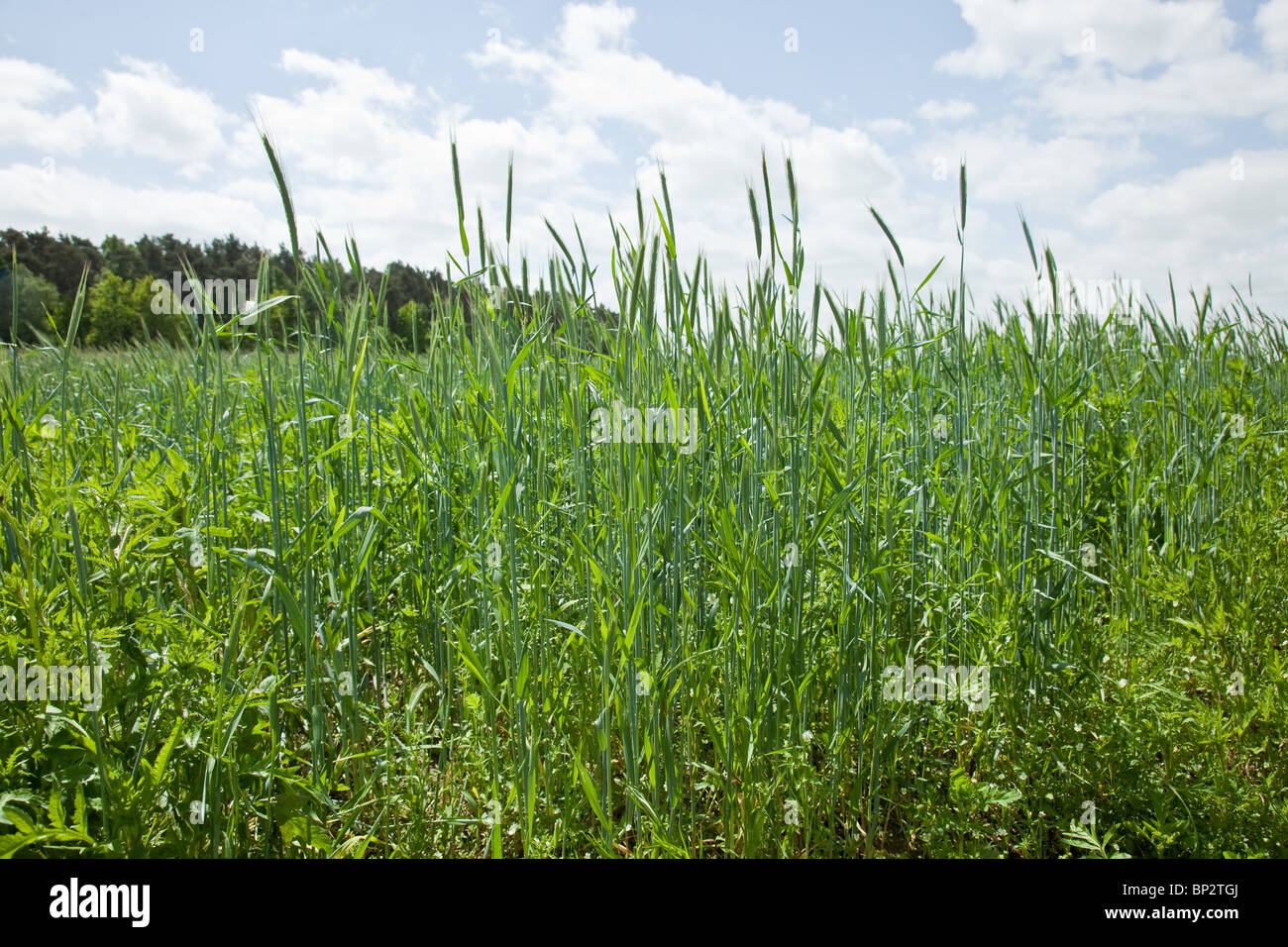 Rye (Secale cereale) is a grass grown extensively as a grain and as a forage crop. It is a