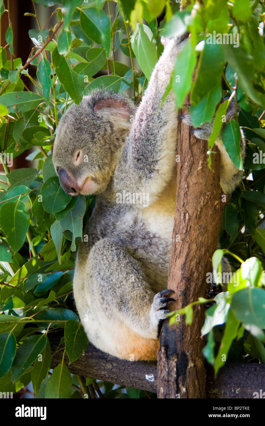 A Sleepy Koala At The Koala Gardens In Kuranda Queensland