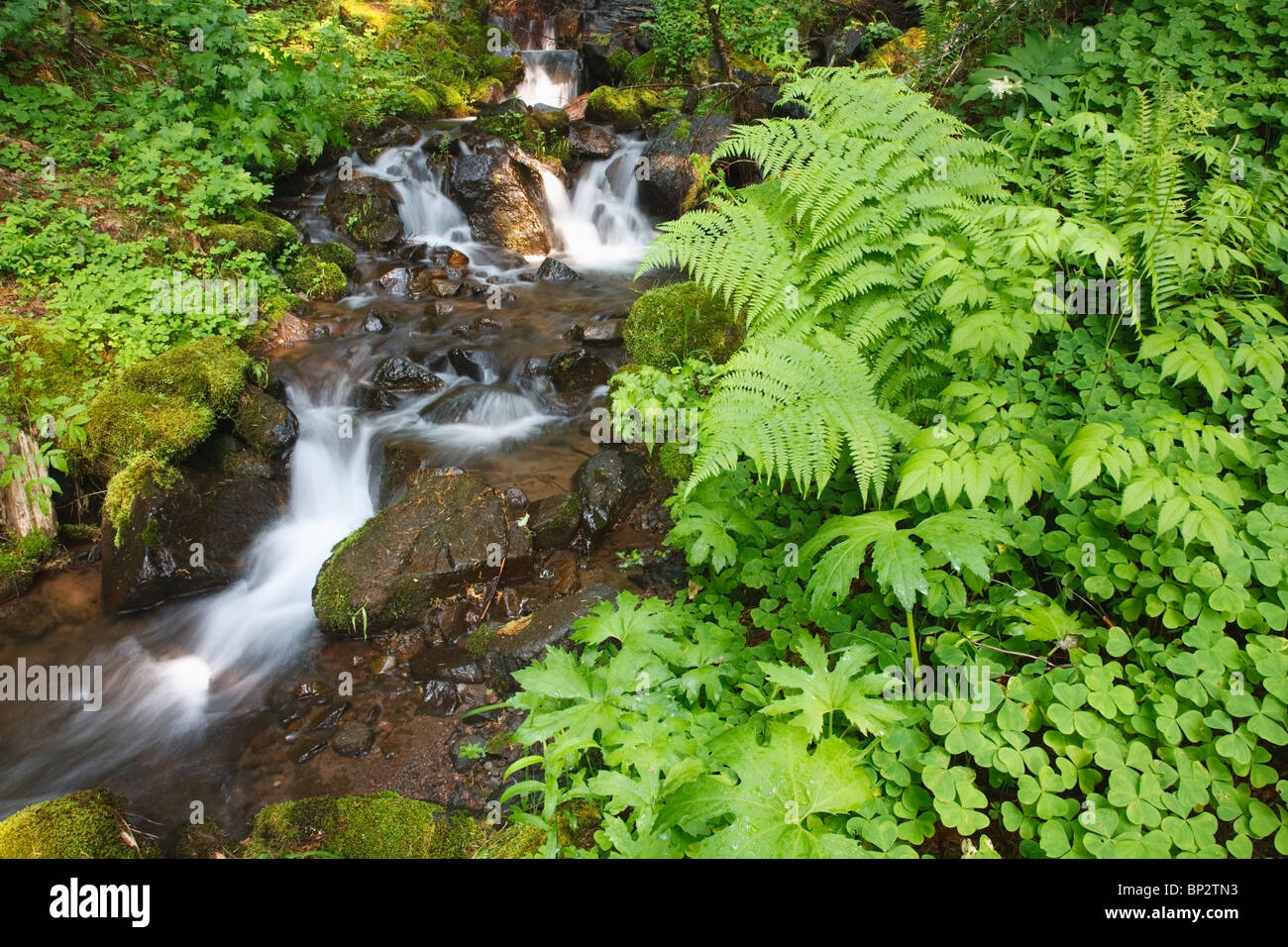 Stream surrounded rocks lush hi-res stock photography and images - Alamy