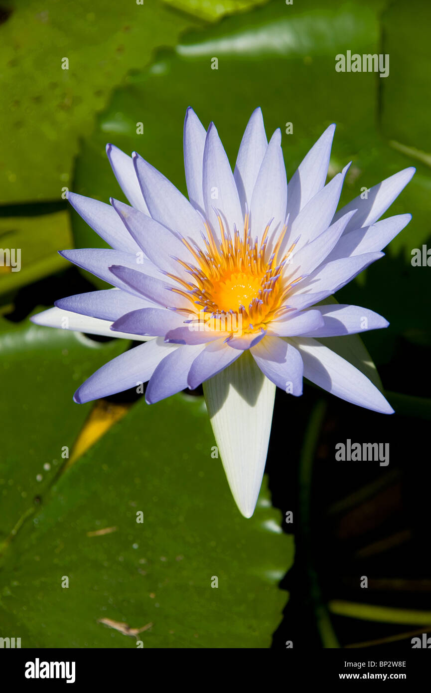 A Water Lily in the Royal Botanic Gardens in Sydney Stock Photo Alamy