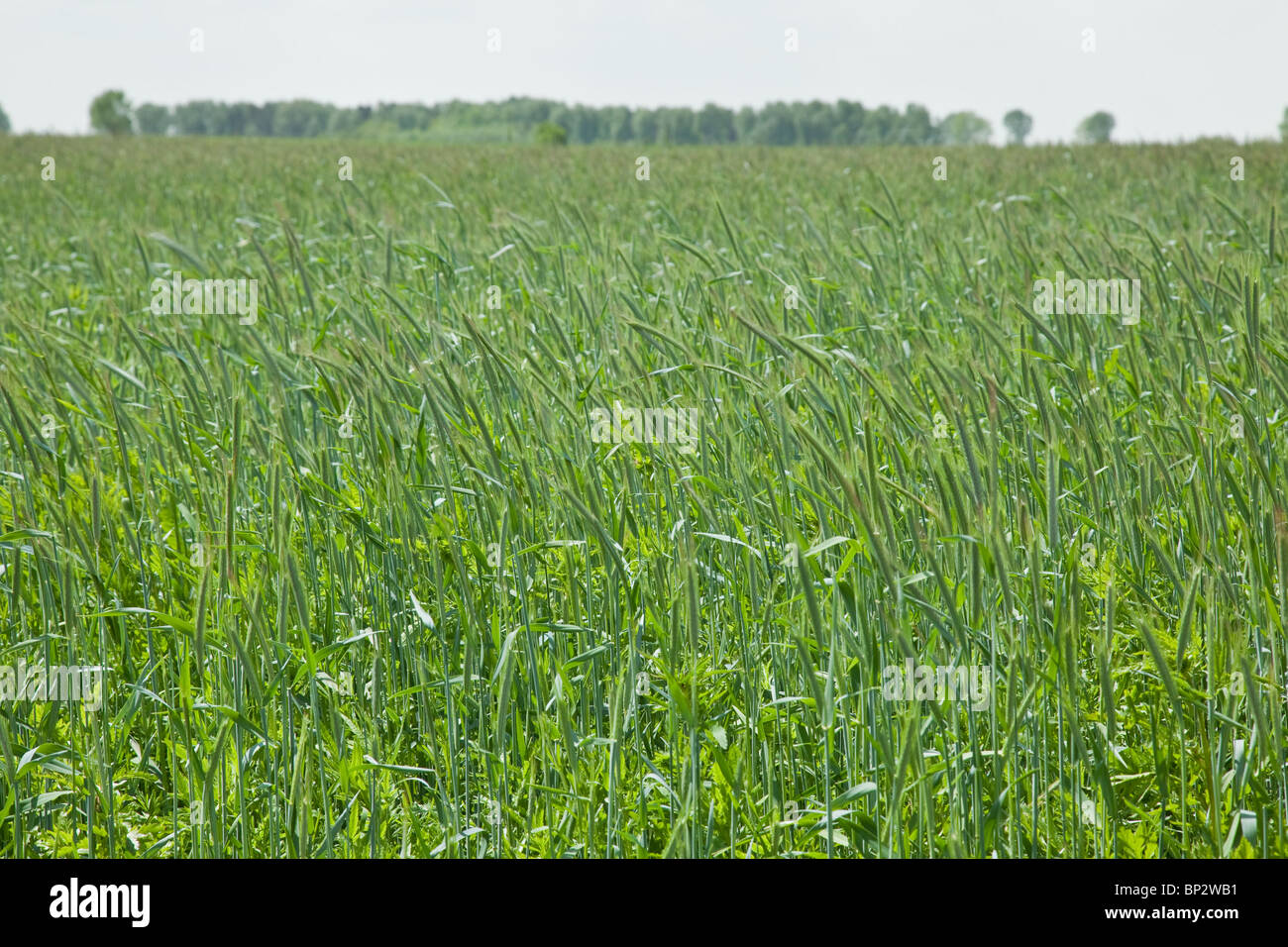 Polska grain hi-res stock photography and images - Alamy