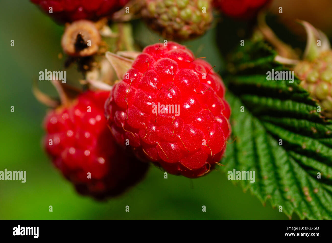 Ripe Raspberries (Rubus idaeus) on the stem Stock Photo