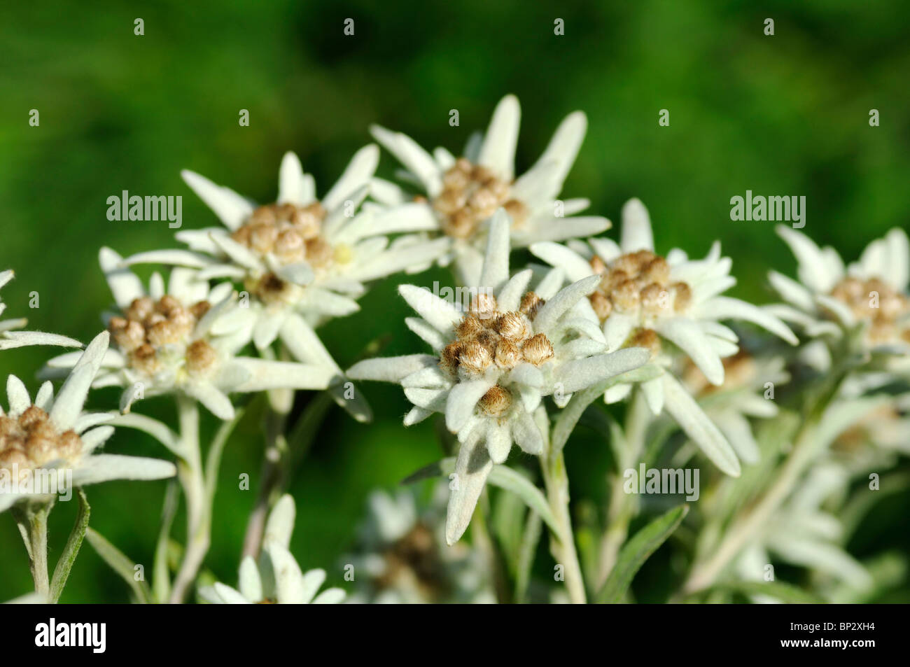Edelweiss (Leontopodium alpinum Cass.) Stock Photo
