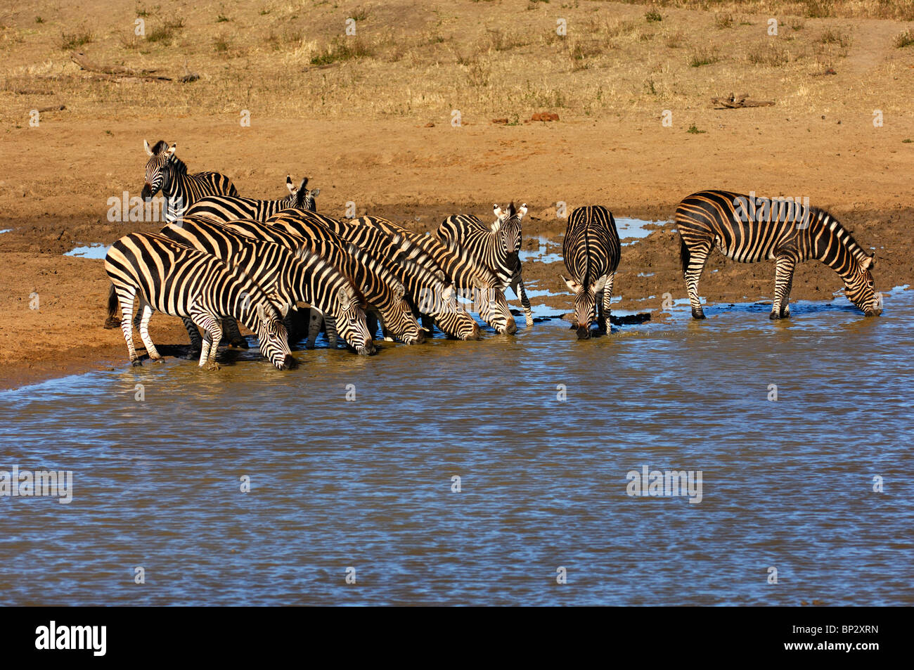 Africa waterhole animals hi-res stock photography and images - Alamy