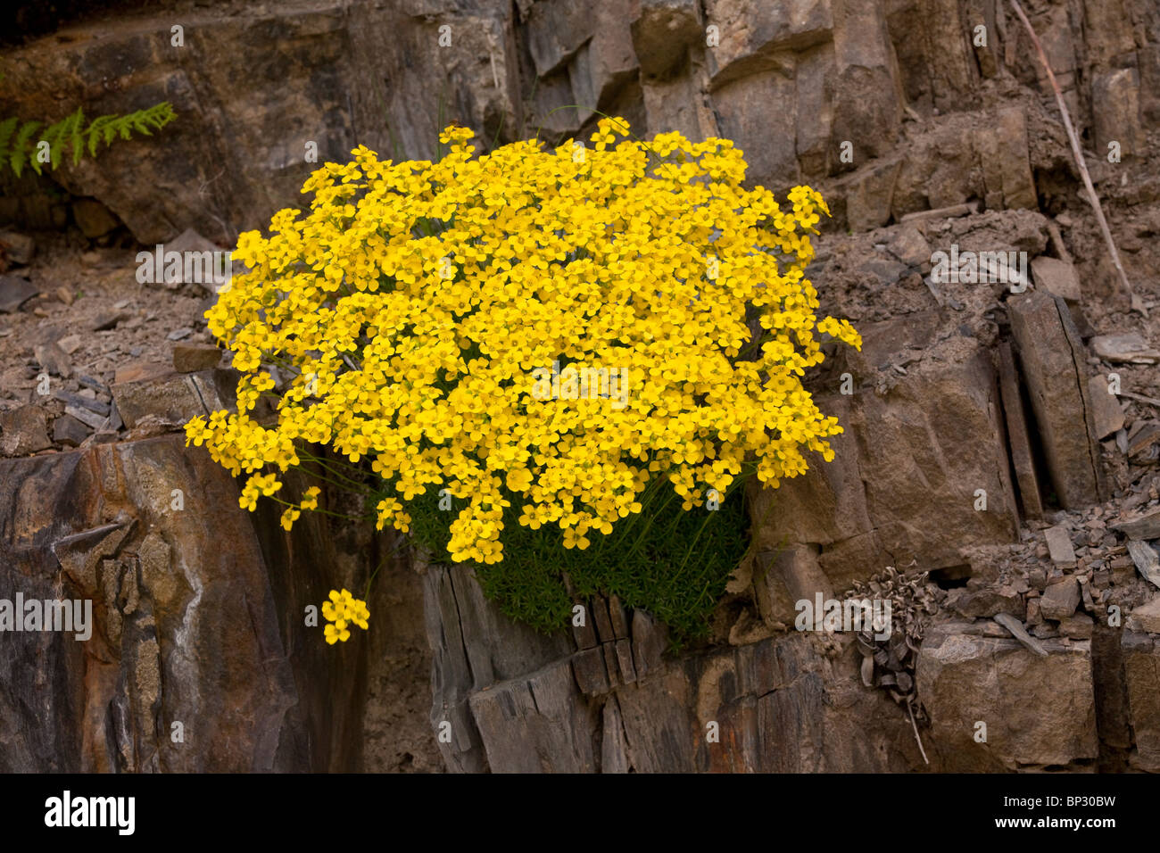 Mossy Whitlow Grass Draba bryoides in the Great Caucasus, Georgia. Stock Photo