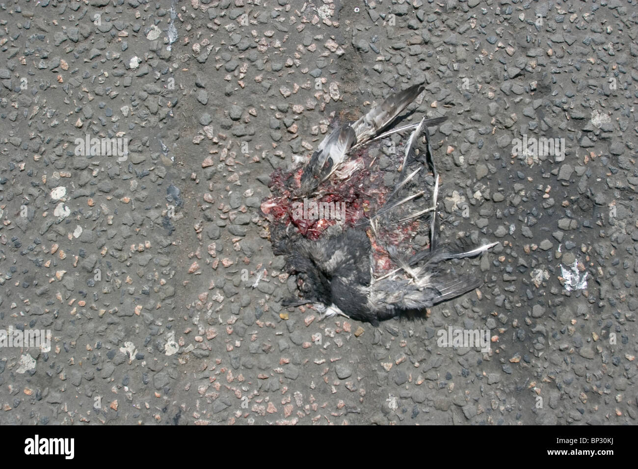 Pigeon carcass squashed on road, London, UK Stock Photo