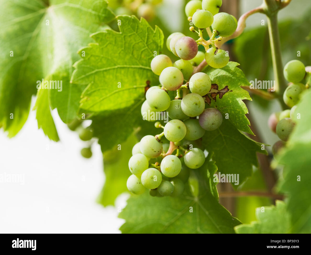 Red grapes in the process of ripening Stock Photo