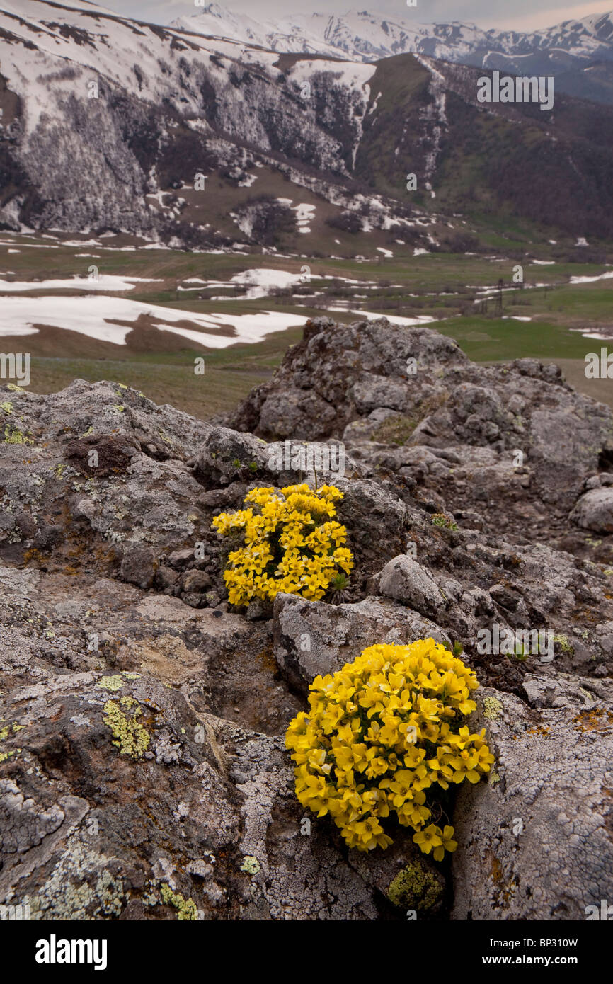 Mossy Whitlow Grass Draba bryoides in the Lesser Caucasus, Georgia. Stock Photo