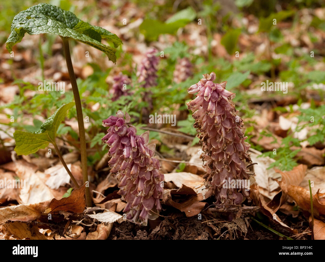 toothwort, parasite of woodland shrubs and trees; Georgia. Stock Photo