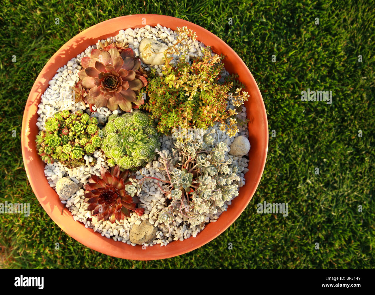 Beautiful rock garden cultivated in small basin or roof gardening Stock Photo