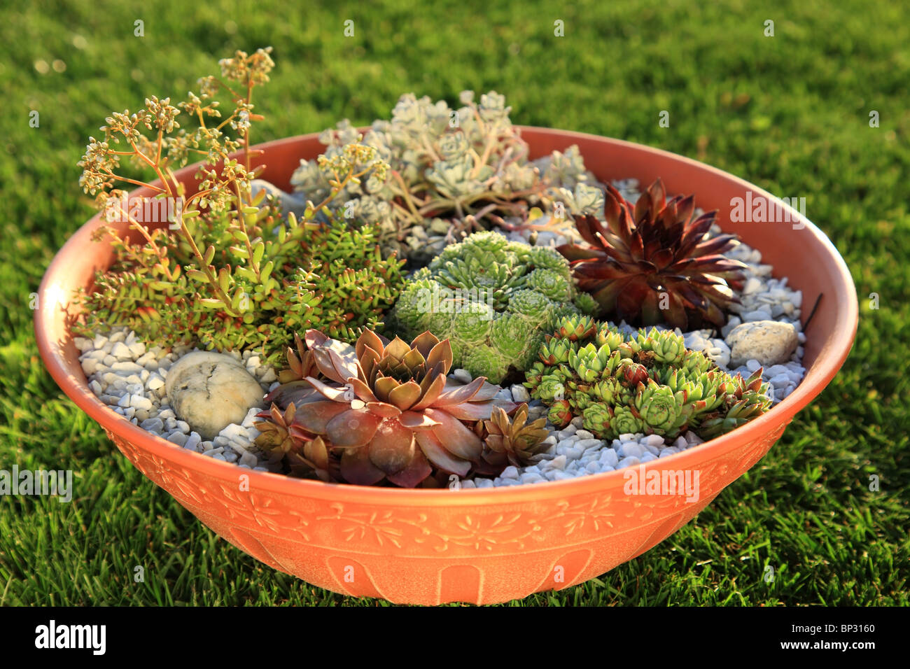 Beautiful rock garden cultivated in small basin or roof gardening Stock Photo
