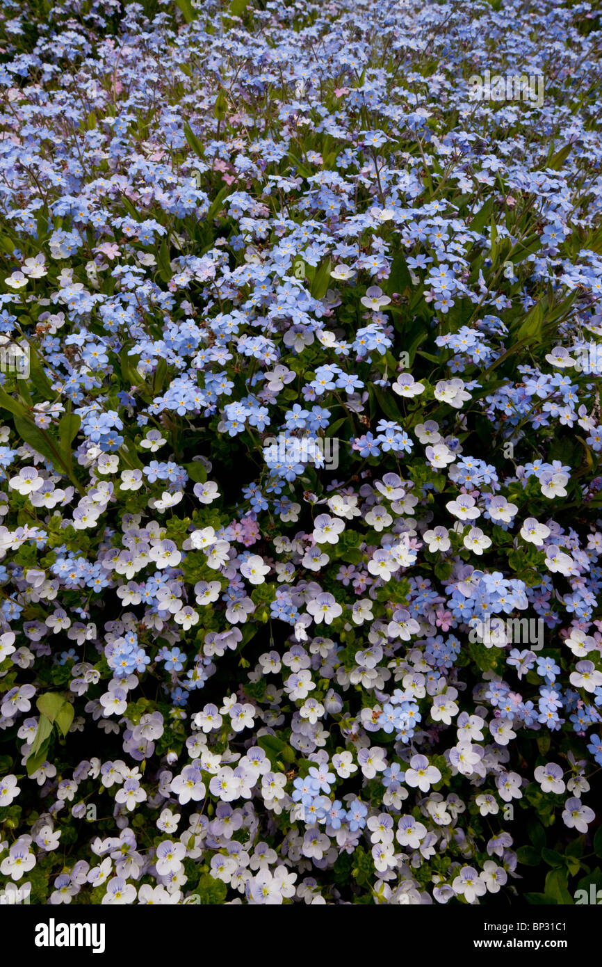 Wood Forget-me-not with Slender Speedwell, Veronica filiformis, Georgia. Stock Photo