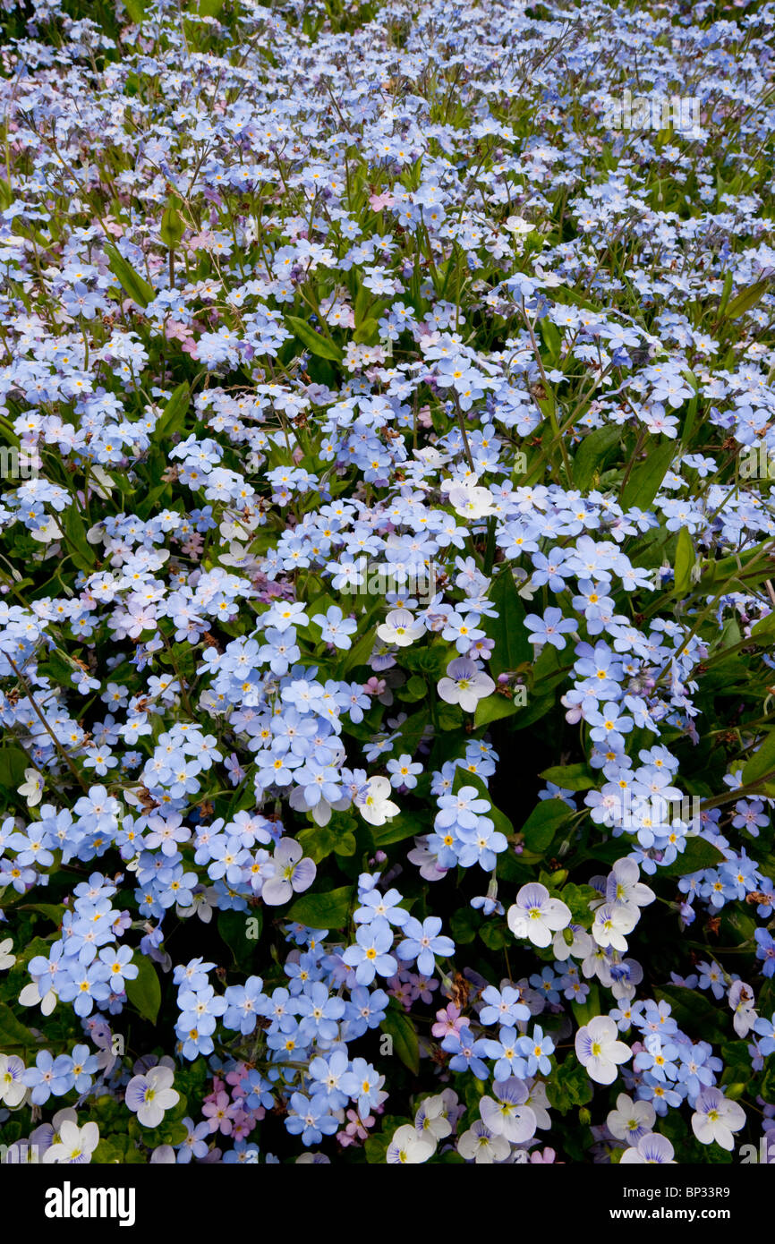 Wood Forget-me-not with Slender Speedwell, Veronica filiformis, Georgia. Stock Photo