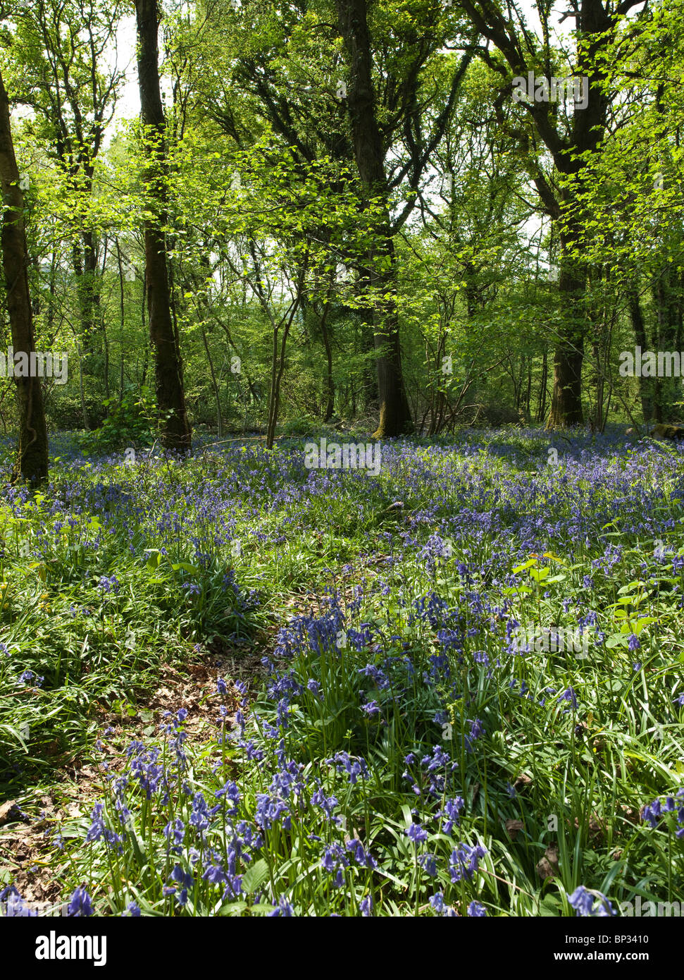 BLUE BELLS IN WOODS WYE VALLEY Stock Photo