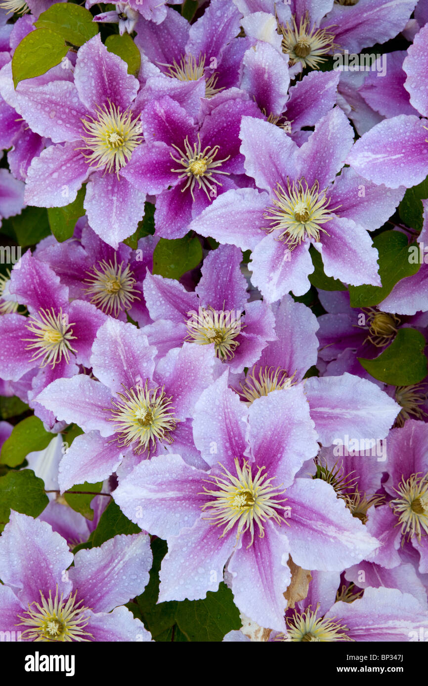 Colourful Clematis Piilu Stock Photo