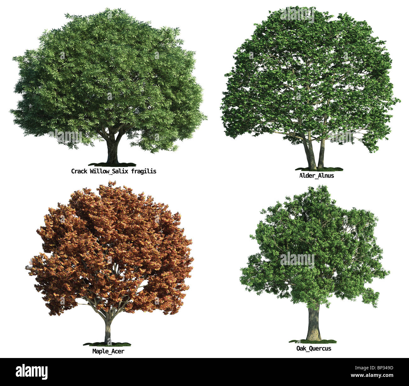 set of four trees isolated against pure white, Crack willow, Oak, Maple