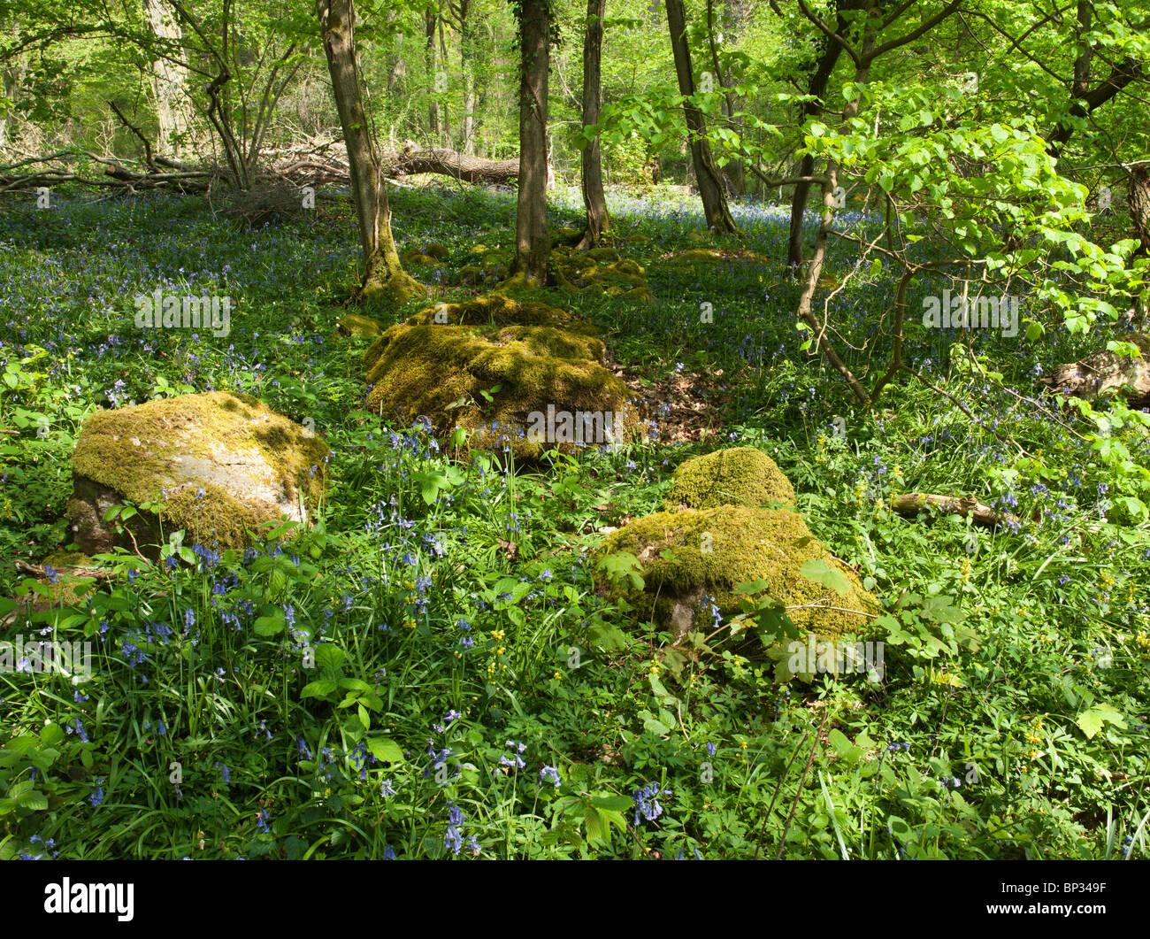 BLUE BELLS AND ROCKS COVERED WITH MOSS IN WOODS WYE VALLEY Stock Photo