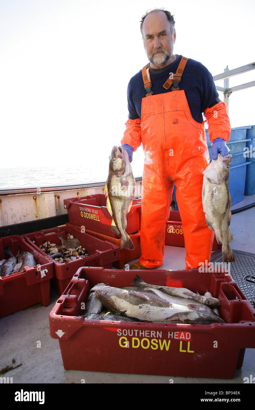 A fisherman holds cod caught in the English channel. Picture by James ...