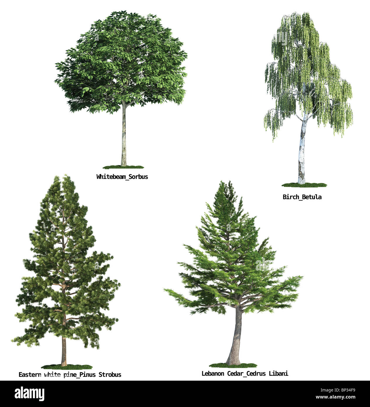 Pure Tree set of four trees isolated against pure white, Whitebeam, Birch ...