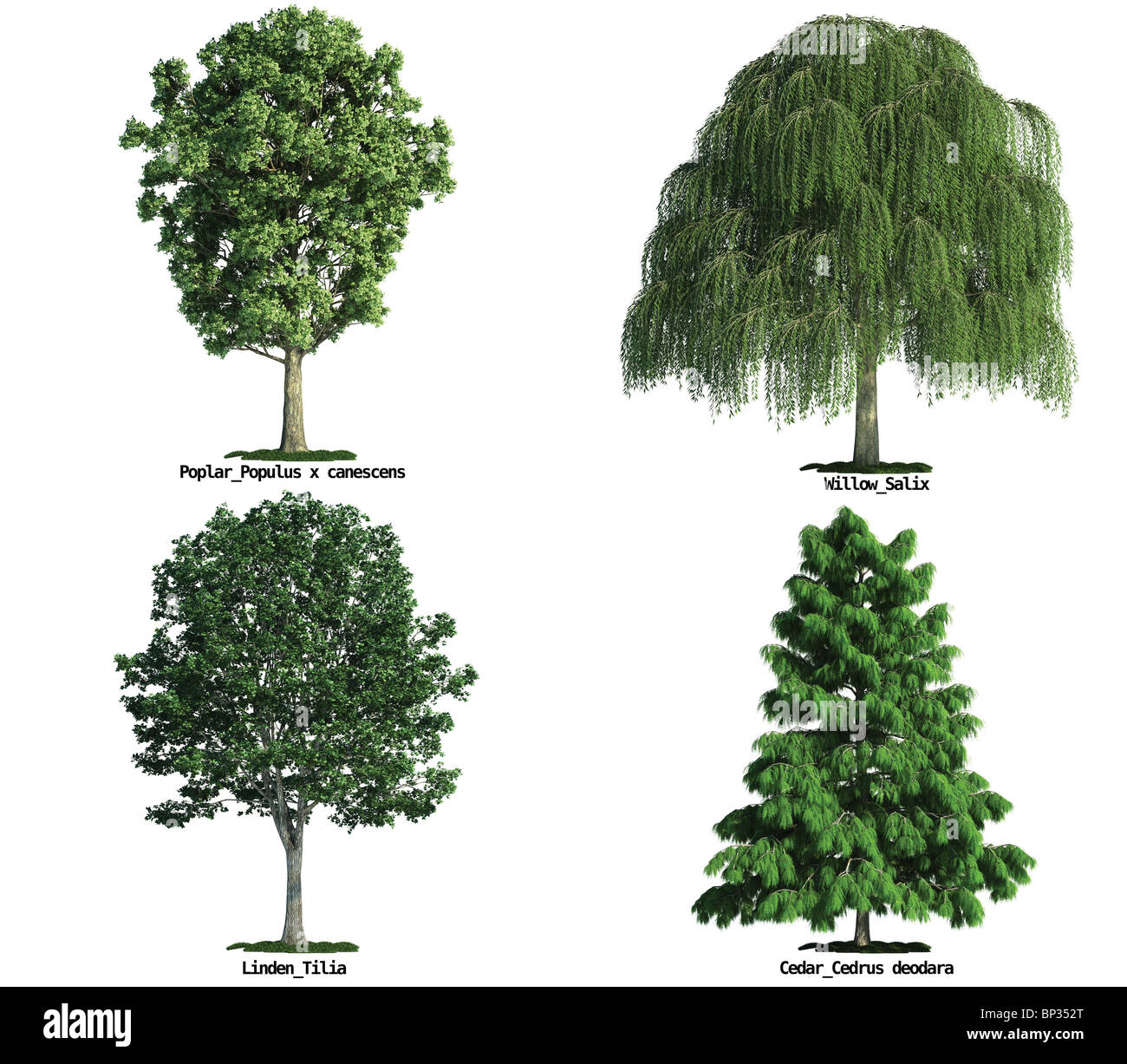 set of four trees isolated against pure white Poplar, Willow, Linden, Cedar Stock Photo