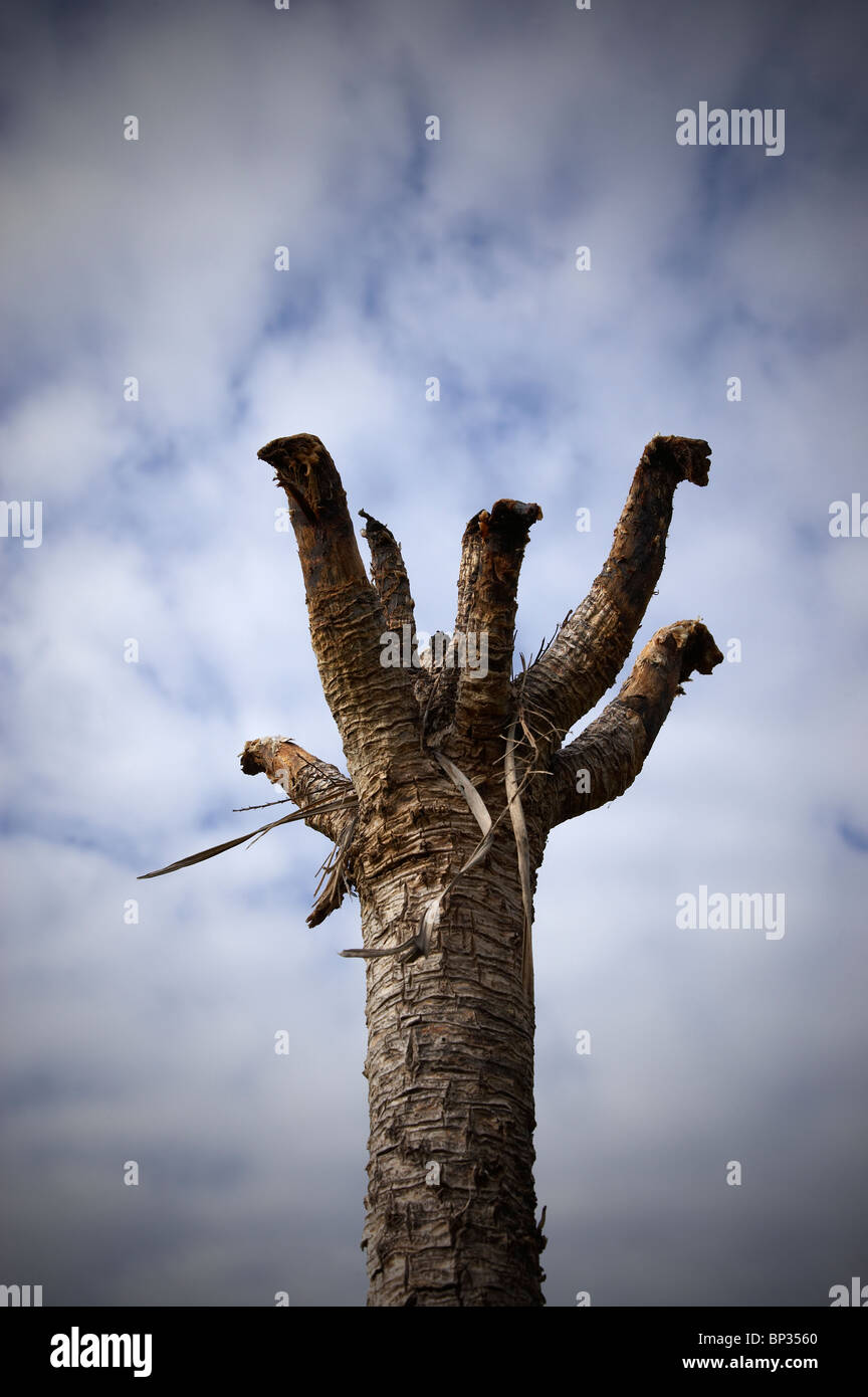 Dead palm tree Stock Photo Alamy