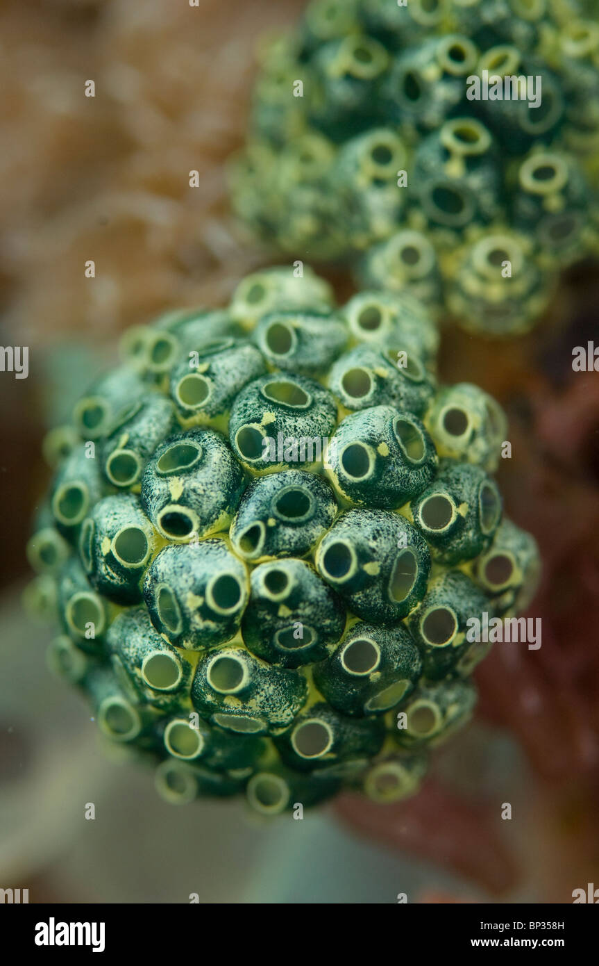 Tunicate, Oxycorynia fascicularis, colony on reef, Kungkungan Bay Resort, Lembeh Strait, Sulawesi, Indonesia. Stock Photo