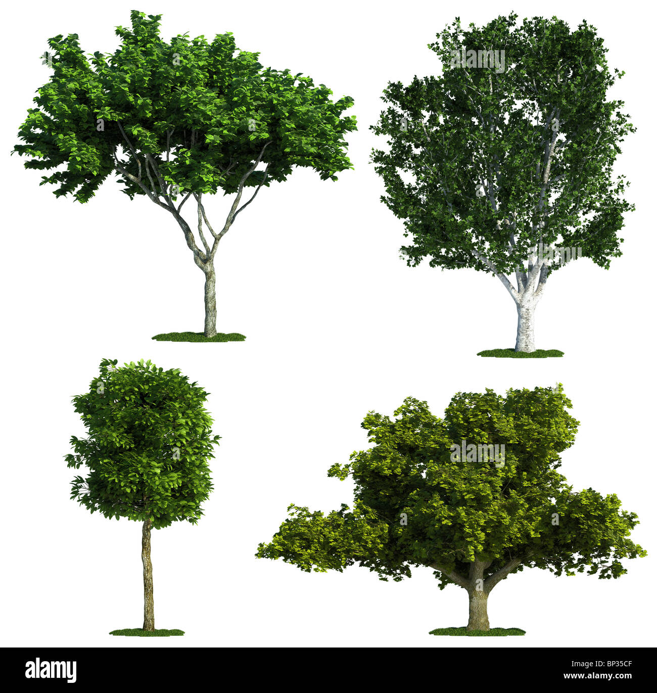 set of four trees isolated against pure white Stock Photo - Alamy