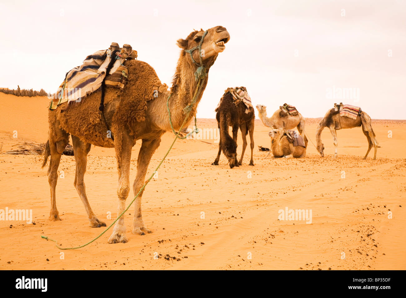 Dromedary camels stand in the Sahara Desert at Ksar Ghilane, Tunisia. Stock Photo