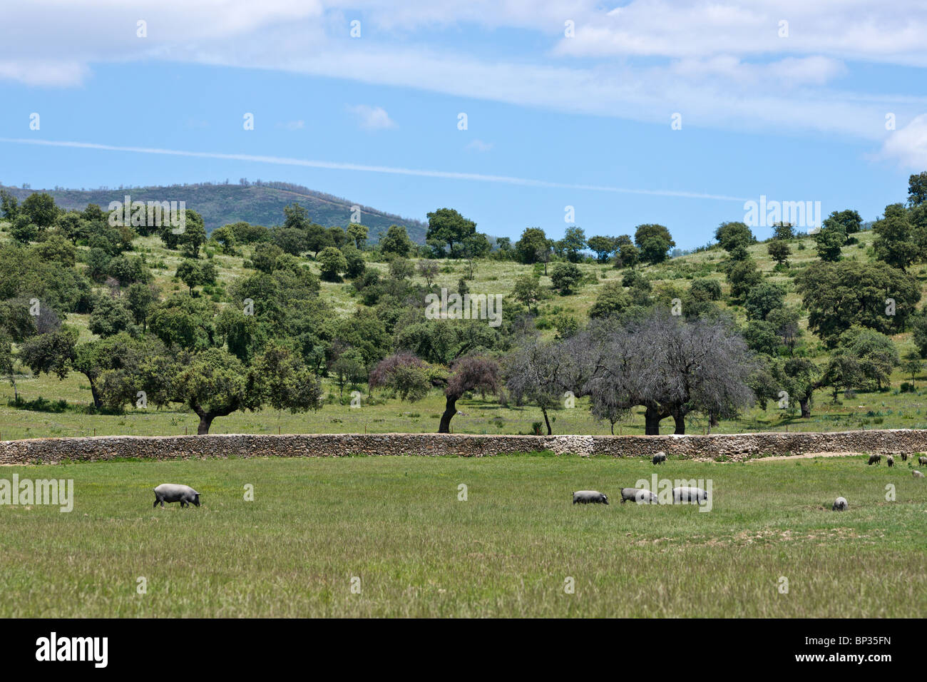 Scorfa Sus Scorfa High Resolution Stock Photography and Images - Alamy
