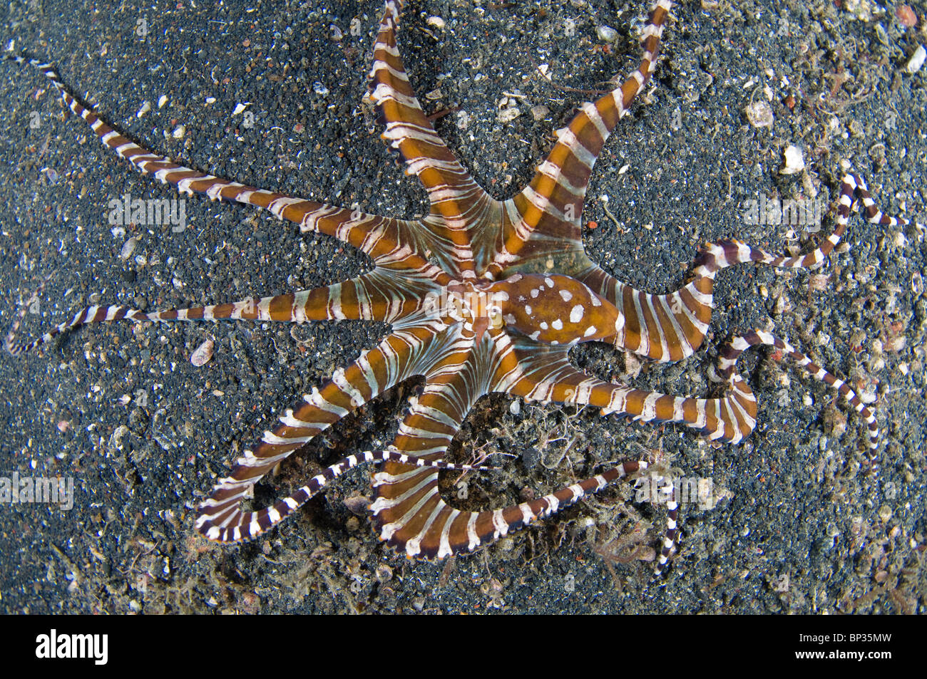 Wonder Octopus, Wunderpus photogenicus, on black sand, Kungkungan Bay Resort, Lembeh Strait, Sulawesi, Indonesia. Stock Photo
