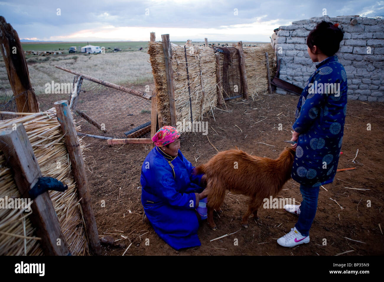 Nomadic family mongolian livestock hi-res stock photography and images ...
