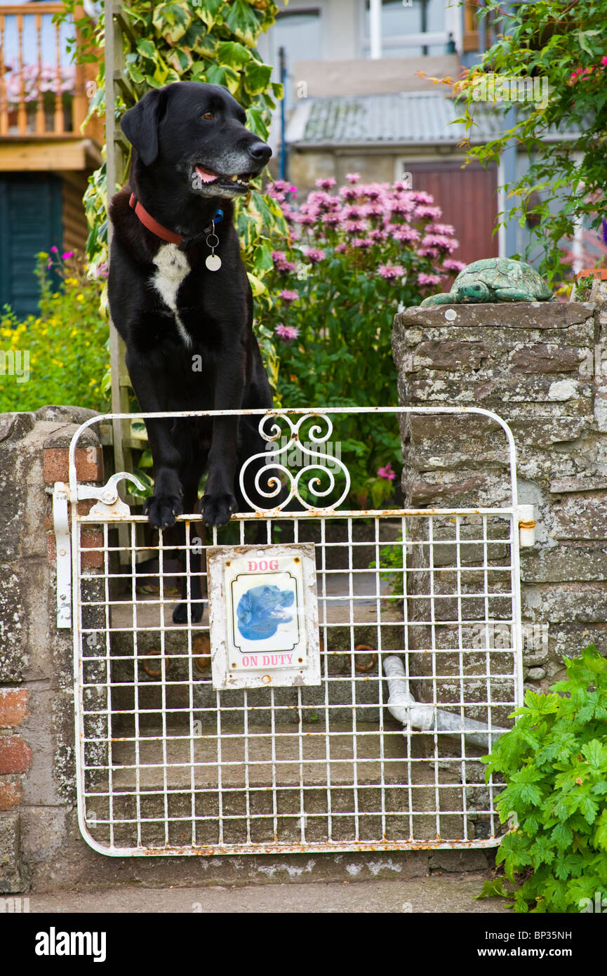 garden dog gate