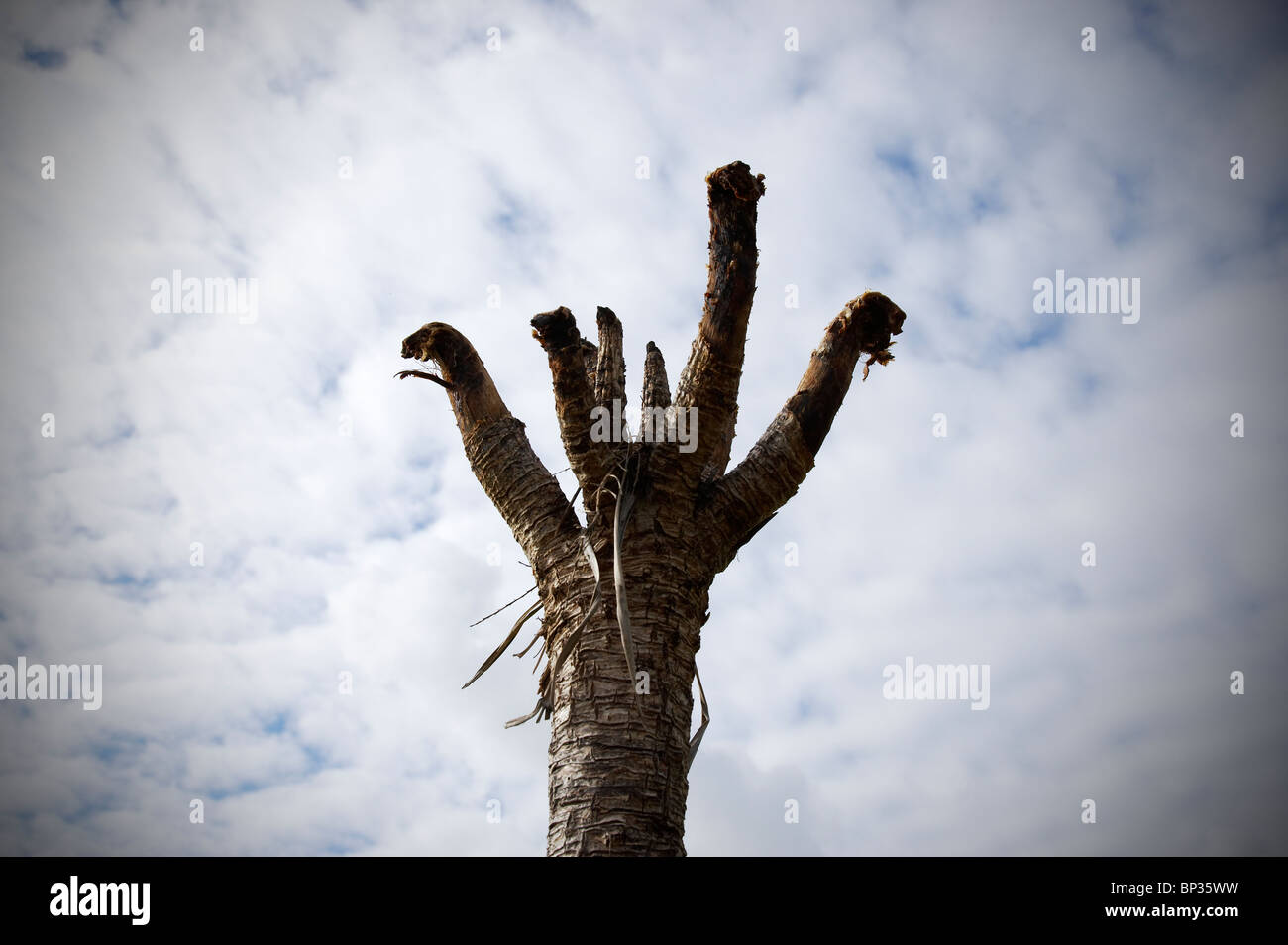 Dead palm tree Stock Photo Alamy