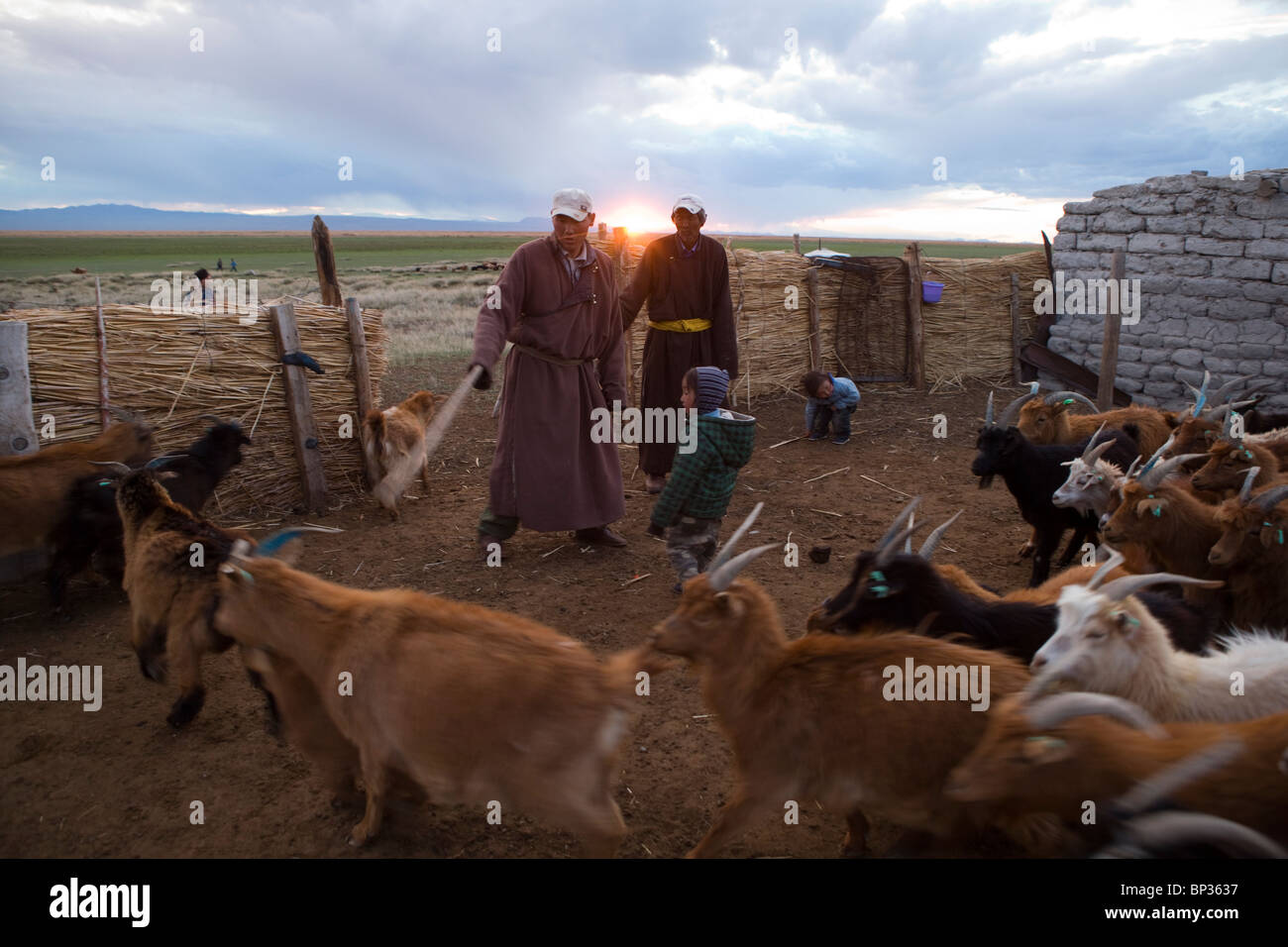 Nomadic family mongolian livestock hi-res stock photography and images ...
