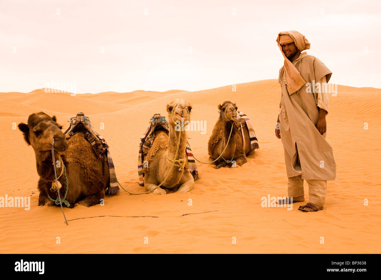 An Arab man stands next to camels sitting in the Sahara Desert at Ksar Ghilane, Tunisia. Stock Photo