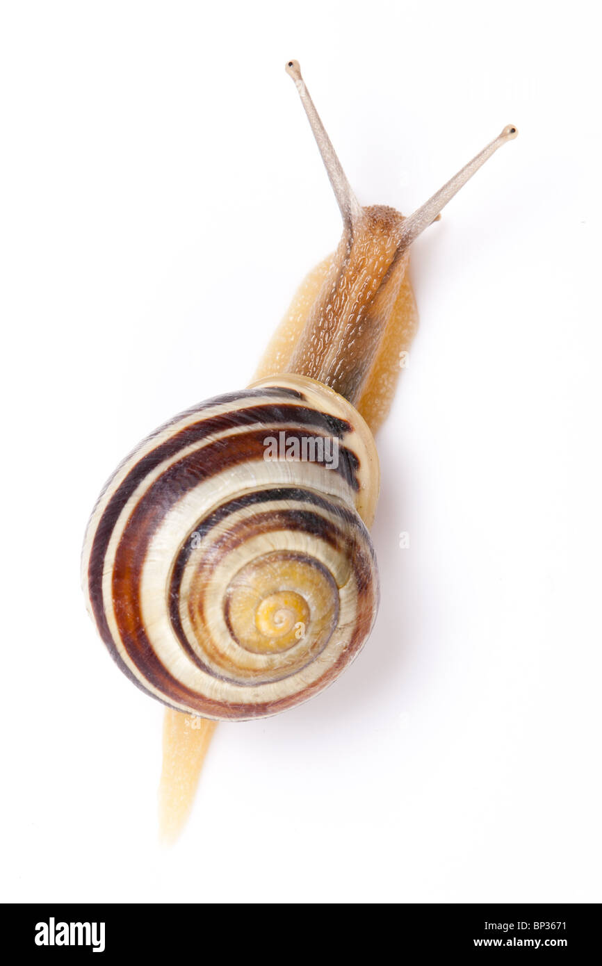 the garden snail in front of white background Stock Photo - Alamy