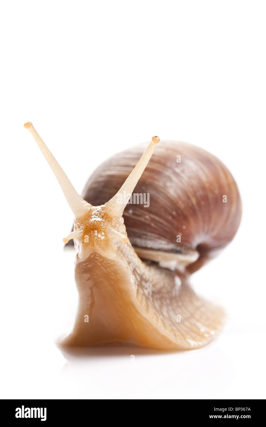 the garden snail in front of white background Stock Photo - Alamy