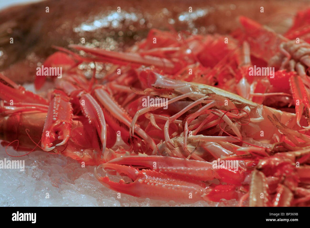 Cooked langoustines on crushed ice on a fish stall - 'Marisc i peix Pintanel' in 'La Concepción Market' in Barcelona Stock Photo