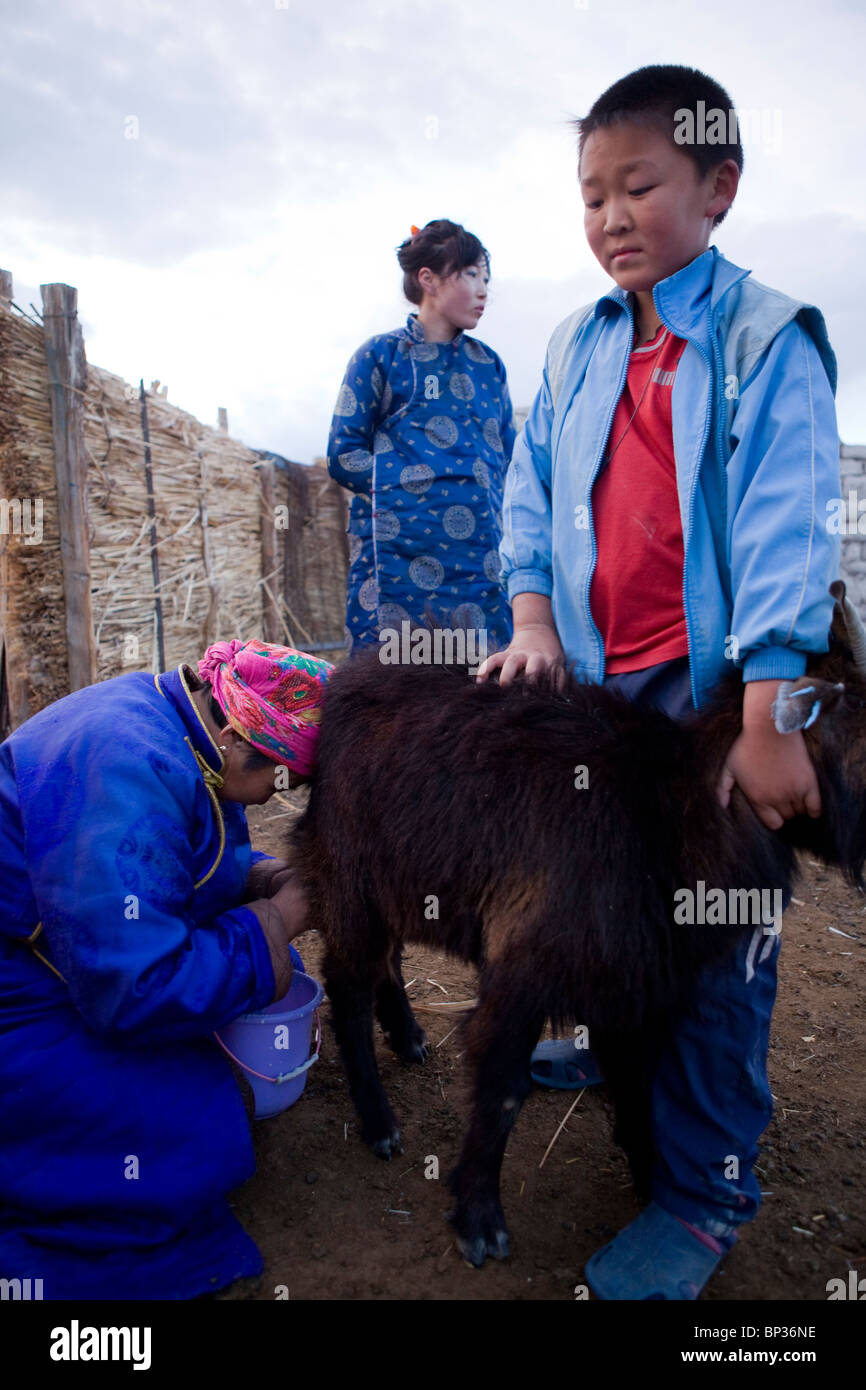 Nomadic family mongolian livestock hi-res stock photography and images ...