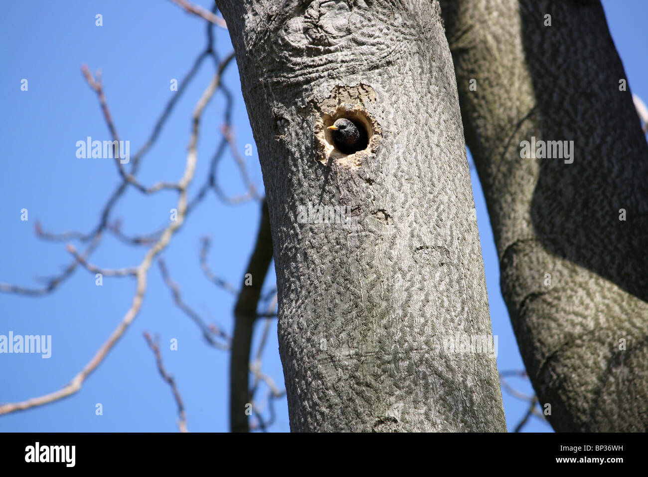 Black bird in hole nest in tree Stock Photo Alamy
