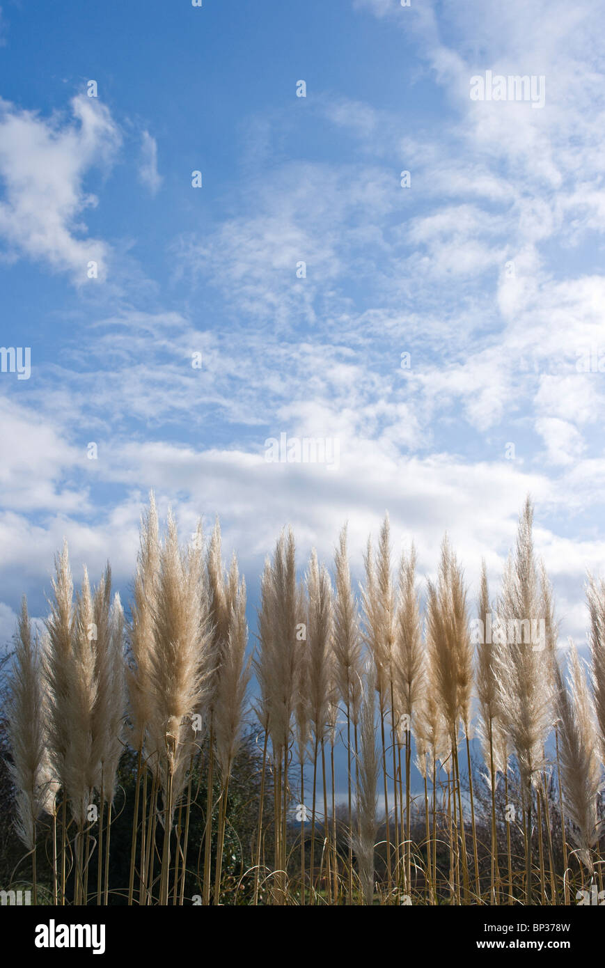 Pampas grass plumes pointing towards partial clouded sky Stock Photo